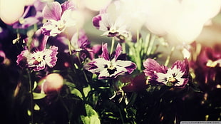 white-and-purple flowers, nature, flowers, macro, plants HD wallpaper