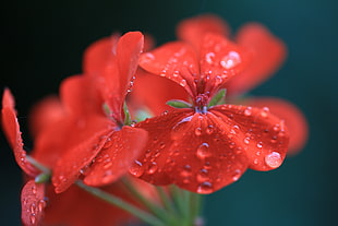close up photo of red cluster petaled flowers with water drop HD wallpaper