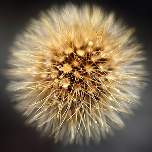 macro photography of a dandelion HD wallpaper