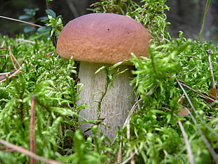 mushroom near green leaf plant HD wallpaper