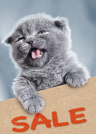 gray fur kitten, Dmytro Tolokonov, humor, cat, animals HD wallpaper