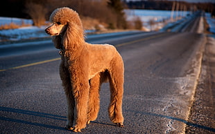brown dog stands on roadside during daytime HD wallpaper