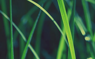 green linear leaf plant, photography, nature, plants, green