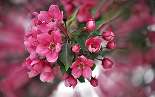 pink petaled flowers