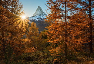 brown leafed trees, nature, photography, landscape, snowy peak