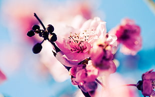 shallow focus photography of pink and white flowers