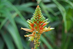 shallow focus photography of green and orange plant