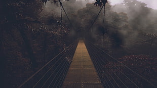 bridge center of trees with fog photo HD wallpaper