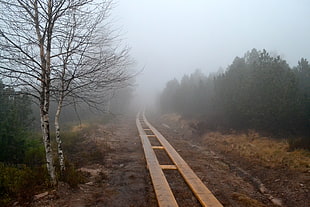 railway beside leafless tree at foggy area HD wallpaper
