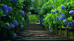 concrete stairs in between blue flower plants HD wallpaper