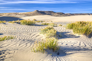 beach grass on daytime