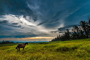 brown horse on green field during day time