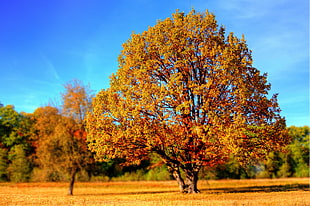 tall Maple tree on brown grass on landscape photography HD wallpaper