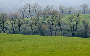 black and brown tree painting, nature, landscape, grass, trees