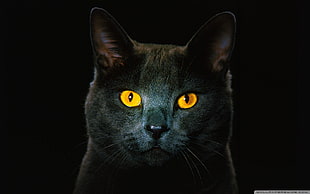 Russian blue cat