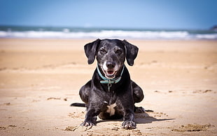 photo of black short-coat dog on the beach during day timne HD wallpaper