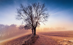 withered tree, trees, nature, landscape