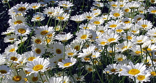 white daisy flower plantation HD wallpaper