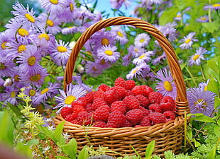 basket of berries