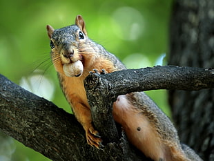 macro photography of brown and black rodent on black tree branch