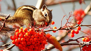 shallow focus photography of brown squirrel eating round red fruits HD wallpaper