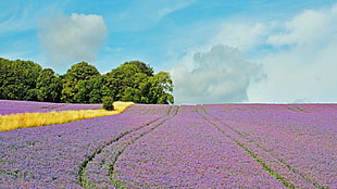 purple and yellow flower field, clouds, sky, field, flowers HD wallpaper