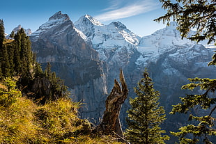 green trees surrounded by mountain landscape photo HD wallpaper