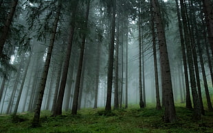 brown trees, landscape, nature, forest, mist