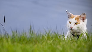 white and orange cat on green grass field during daytime HD wallpaper