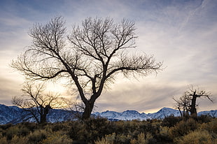 silhouette of bare trees during sunset