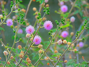 purple mimosa flower, flowers, nature, Calliandra, pink flowers