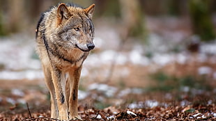 brown wolf, wolf, animals HD wallpaper