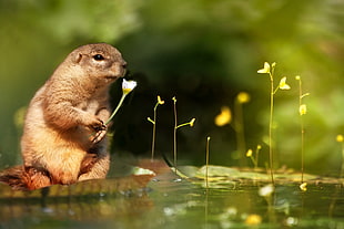 tilt shift lens photography of brown prairie dog holding white flower