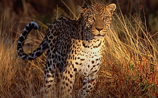 brown leopard, forest