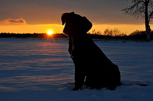 dog photograph during sunset HD wallpaper