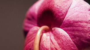 Flower,  Bud,  Rose,  Stem