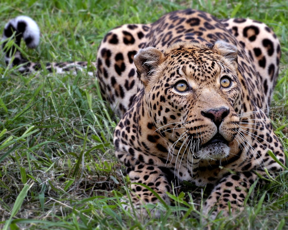 adult leopard, animals, nature, jaguars, leopard (animal) HD wallpaper