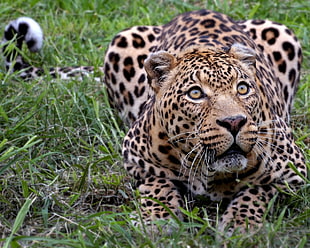 adult leopard, animals, nature, jaguars, leopard (animal) HD wallpaper