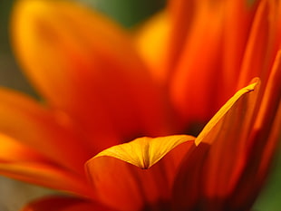 macro photography of orange Osteospermum flower, una