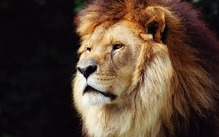 Lion portrait HD wallpaper