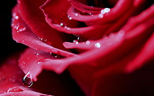 closeup photography of red rose