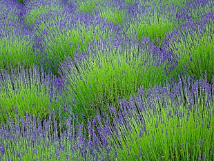 green and purple grass HD wallpaper