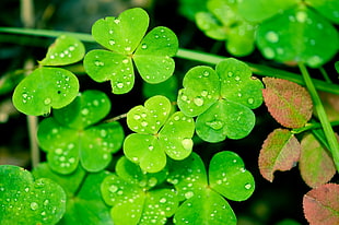 closeup photography of drops on waters on green leaves plants HD wallpaper