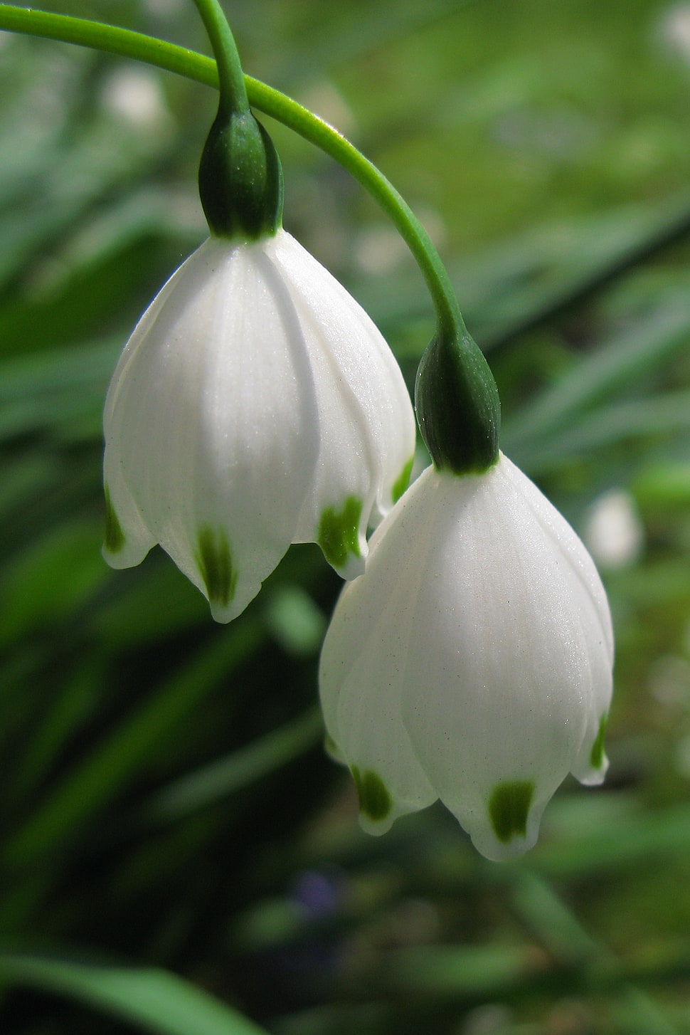 white petal flower close-up photo HD wallpaper