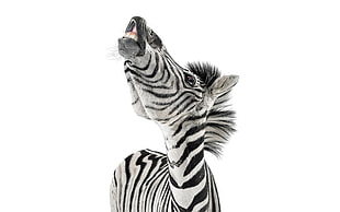 black and white Zebra photo HD wallpaper
