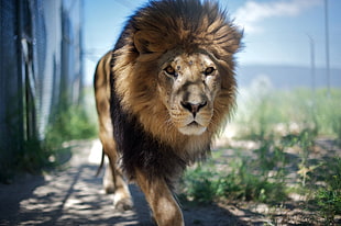 adult Lion HD wallpaper