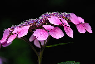 shallow focus photography of pink flowers HD wallpaper