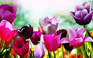 purple and pink tulips HD wallpaper