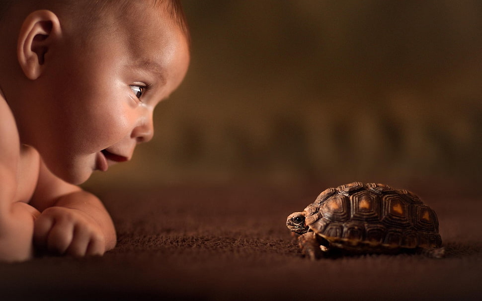 brown tortoise, baby, animals, tortoises HD wallpaper