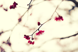 selective focus photography of pink leaf tree, japanese apricot HD wallpaper